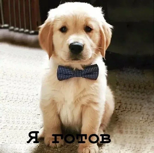 😌 Стикер «Golden retriever forever!» для Telegram