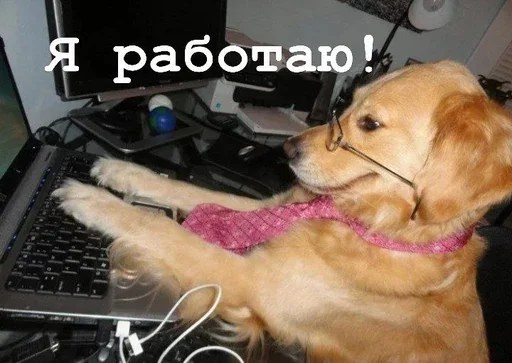 😎 Стикер «Golden retriever forever!» для Telegram