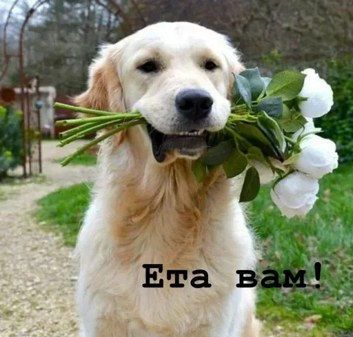 💐 Стикер «Golden retriever forever!» для Telegram