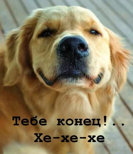 😊 Стикер «Golden retriever forever!» для Telegram