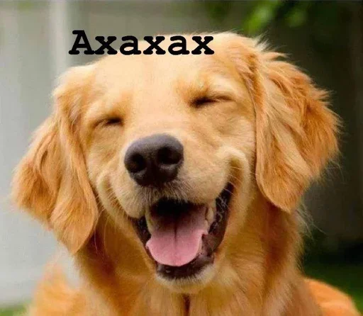 😂 Стикер «Golden retriever forever!» для Telegram