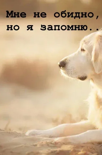 🙄 Стикер «Golden retriever forever!» для Telegram