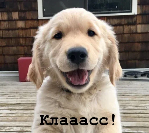 👍 Стикер «Golden retriever forever!» для Telegram