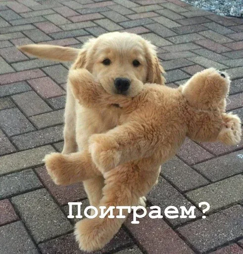 🎾 Стикер «Golden retriever forever!» для Telegram