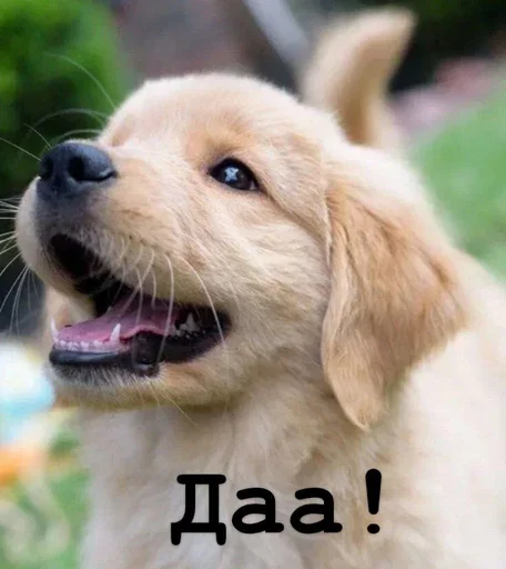👍 Стикер «Golden retriever forever!» для Telegram