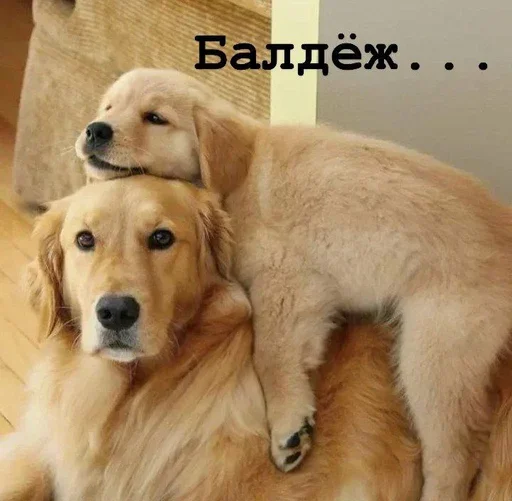 😌 Стикер «Golden retriever forever!» для Telegram