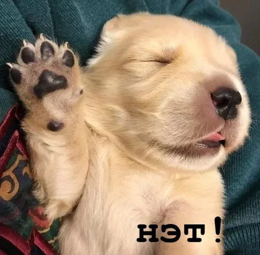 🙅‍♂ Стикер «Golden retriever forever!» для Telegram