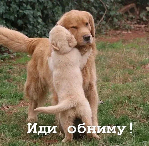 🫂 Стикер «Golden retriever forever!» для Telegram
