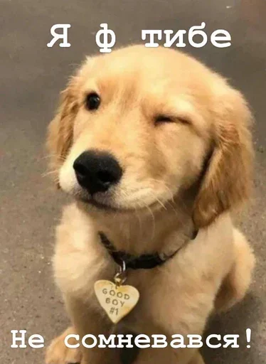 🫵 Стикер «Golden retriever forever!» для Telegram