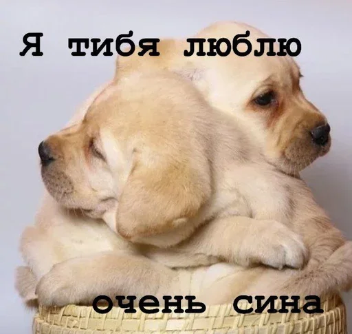 😘 Стикер «Golden retriever forever!» для Telegram