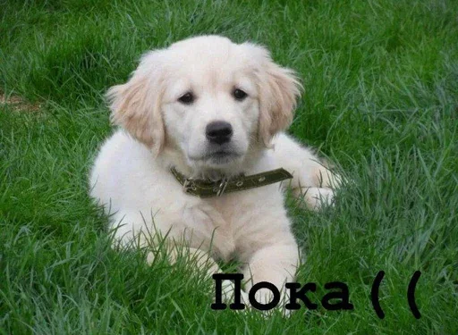 👋 Стикер «Golden retriever forever!» для Telegram