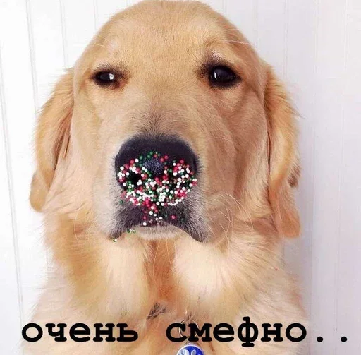 😒 Стикер «Golden retriever forever!» для Telegram