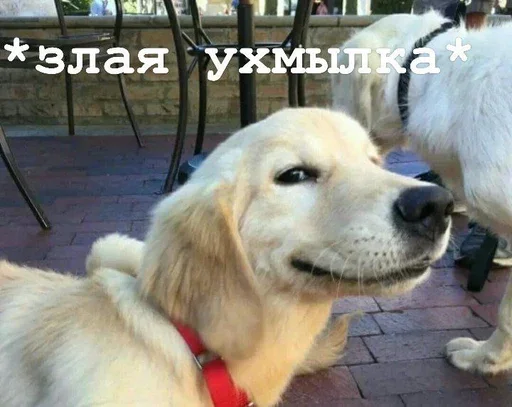 😏 Стикер «Golden retriever forever!» для Telegram