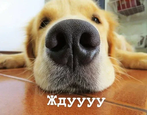 🤥 Стикер «Golden retriever forever!» для Telegram