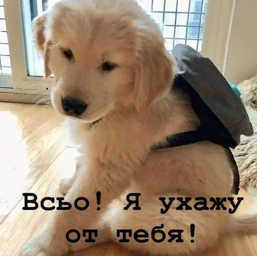 😠 Стикер «Golden retriever forever!» для Telegram