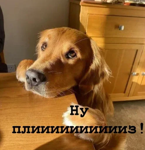 🙏 Стикер «Golden retriever forever!» для Telegram