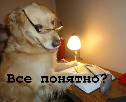 🤓 Стикер «Golden retriever forever!» для Telegram
