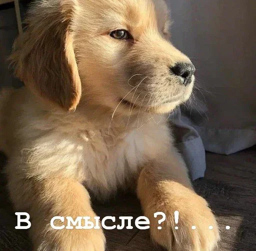 😑 Стикер «Golden retriever forever!» для Telegram