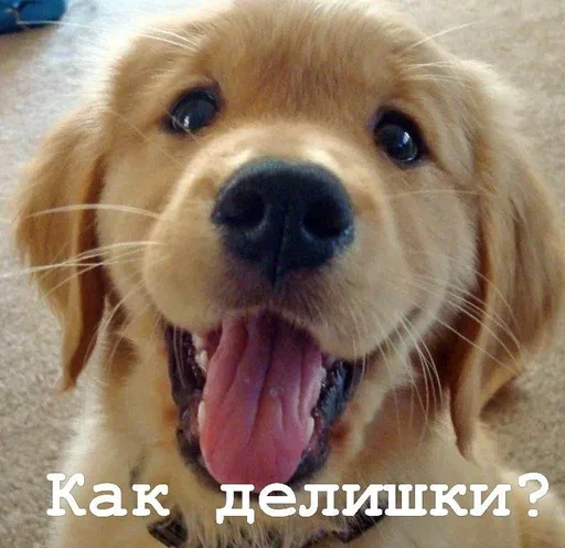 😀 Стикер «Golden retriever forever!» для Telegram