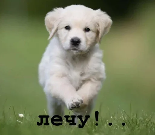 🏃‍♀ Стикер «Golden retriever forever!» для Telegram