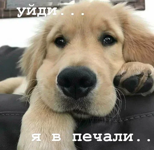 😢 Стикер «Golden retriever forever!» для Telegram