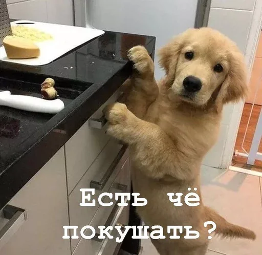 🍎 Стикер «Golden retriever forever!» для Telegram