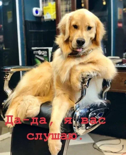 👂 Стикер «Golden retriever forever!» для Telegram