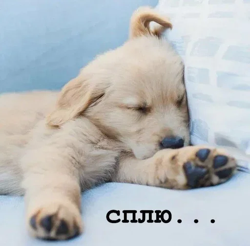😴 Стикер «Golden retriever forever!» для Telegram