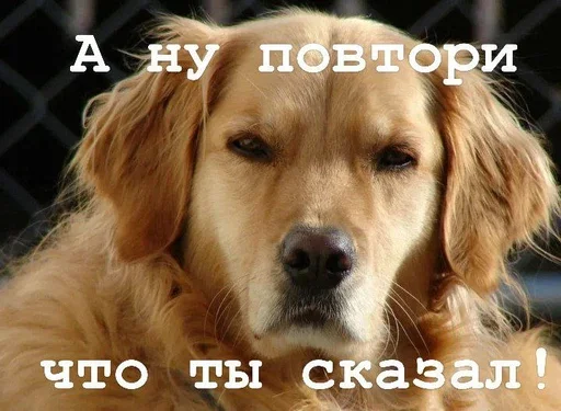 🤨 Стикер «Golden retriever forever!» для Telegram
