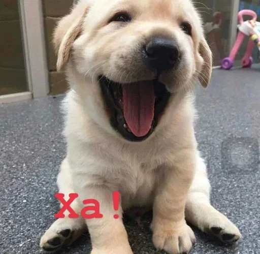 😄 Стикер «Golden retriever forever!» для Telegram