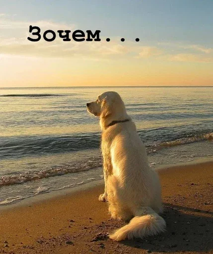 🤦‍♂ Стикер «Golden retriever forever!» для Telegram