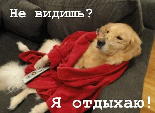 🧐 Стикер «Golden retriever forever!» для Telegram