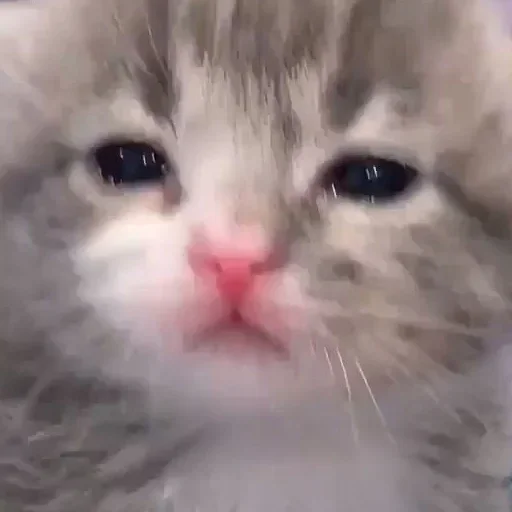 😿 Стикер «коты флока» для Telegram