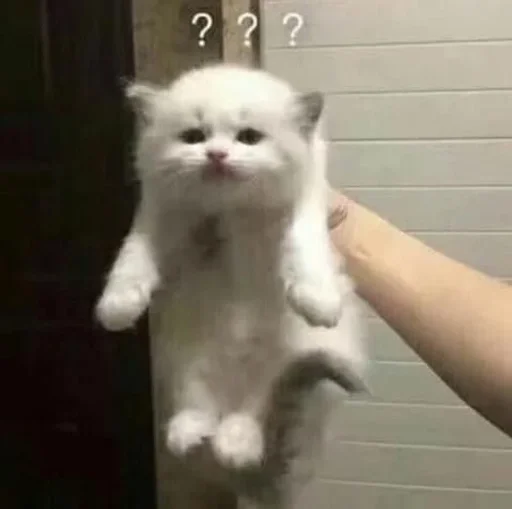 ❓ Стикер «коты флока» для Telegram