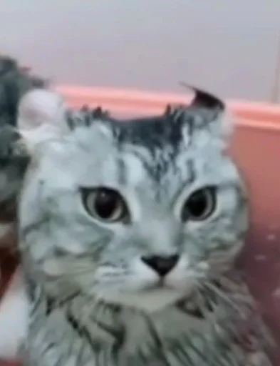 😶 Стикер «коты флока» для Telegram