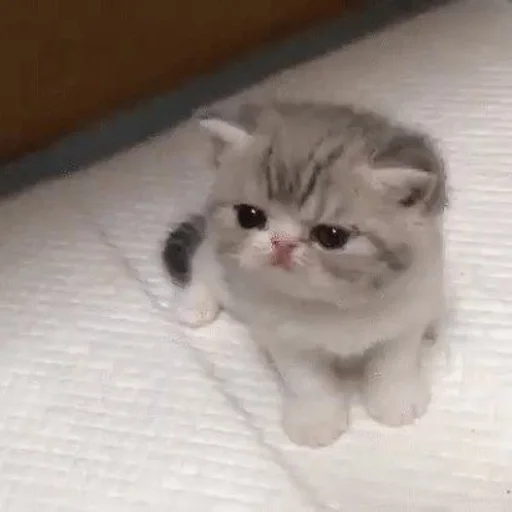 😡 Стикер «коты флока» для Telegram