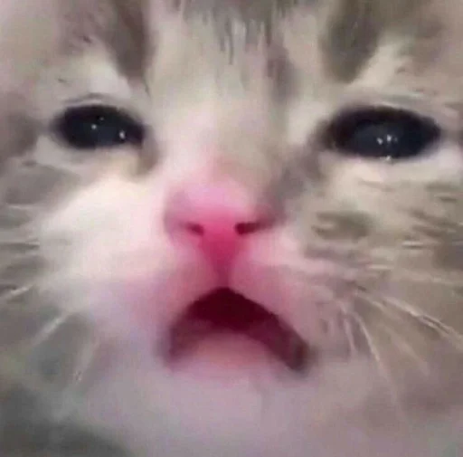 😭 Стикер «коты флока» для Telegram