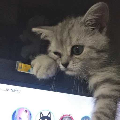 💻 Стикер «ivxygen» для Telegram