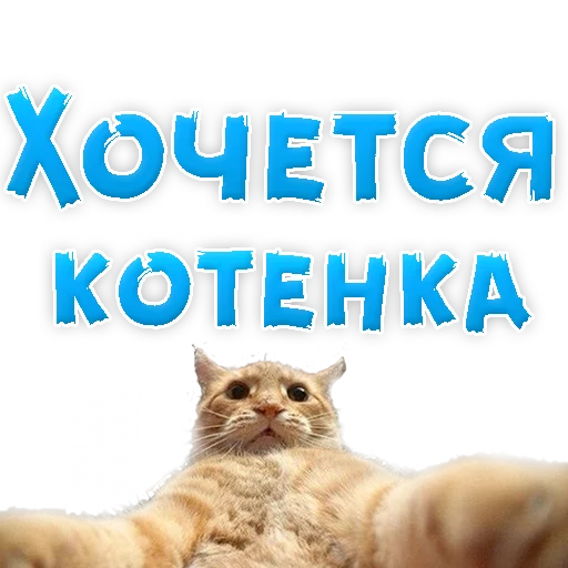 🐱 Стикер «? Хочется» для Telegram