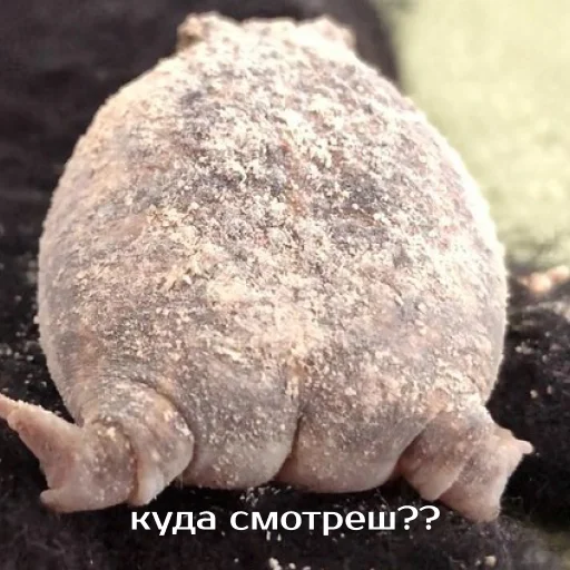 🍑 Стикер «Легущьки «Горящей избы» для Telegram