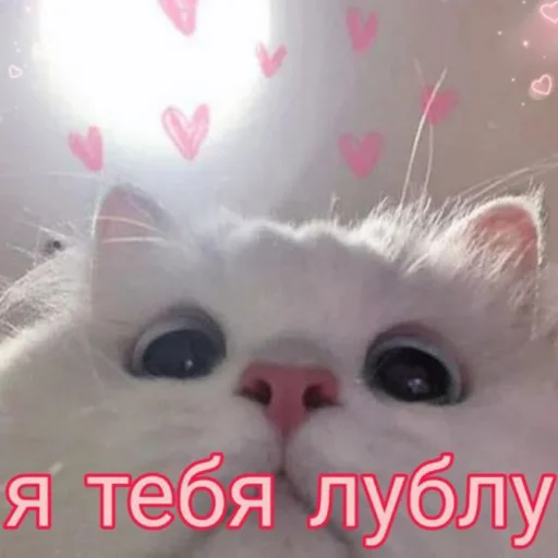 🥵 Стикер «разве не мило?» для Telegram