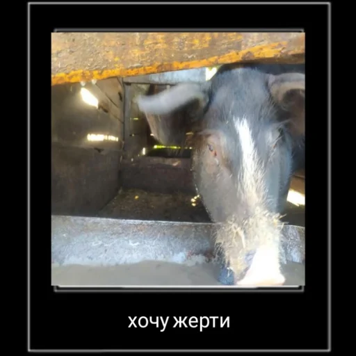 🐖 Стикер «разве не мило?» для Telegram