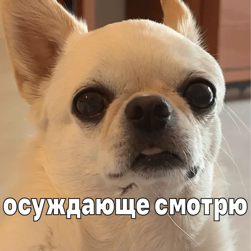 🤨 Стикер «Джеки Чан» для Telegram