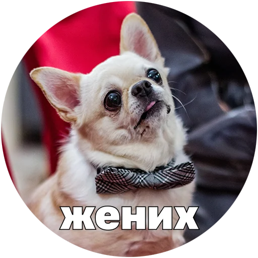 🤵 Стикер «Джеки Чан» для Telegram
