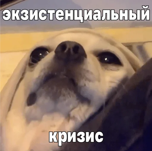 🪦 Стикер «Джеки Чан» для Telegram