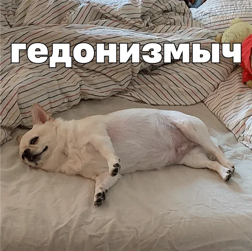 ☮️ Стикер «Джеки Чан» для Telegram