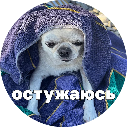🥶 Стикер «Джеки Чан» для Telegram