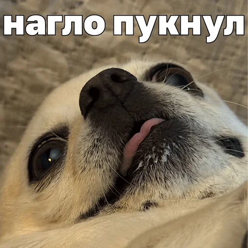 ☠️ Стикер «Джеки Чан» для Telegram