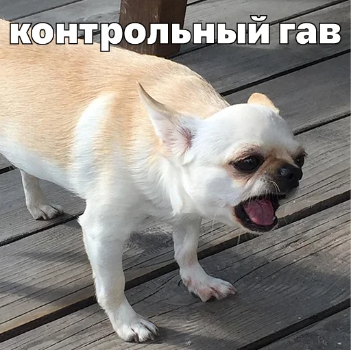 🦮 Стикер «Джеки Чан» для Telegram