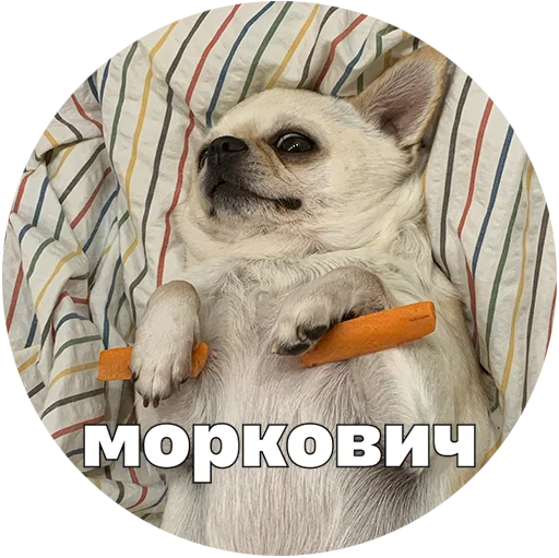 🥕 Стикер «Джеки Чан» для Telegram
